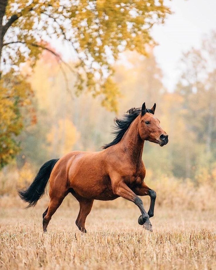 лошади