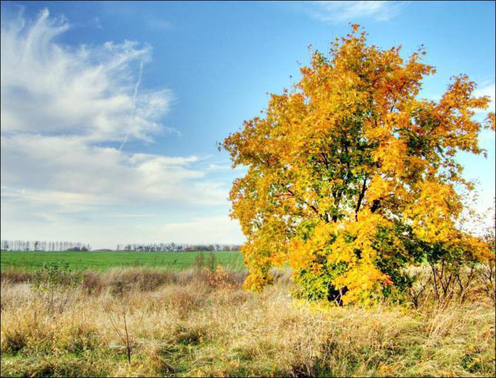 Елец